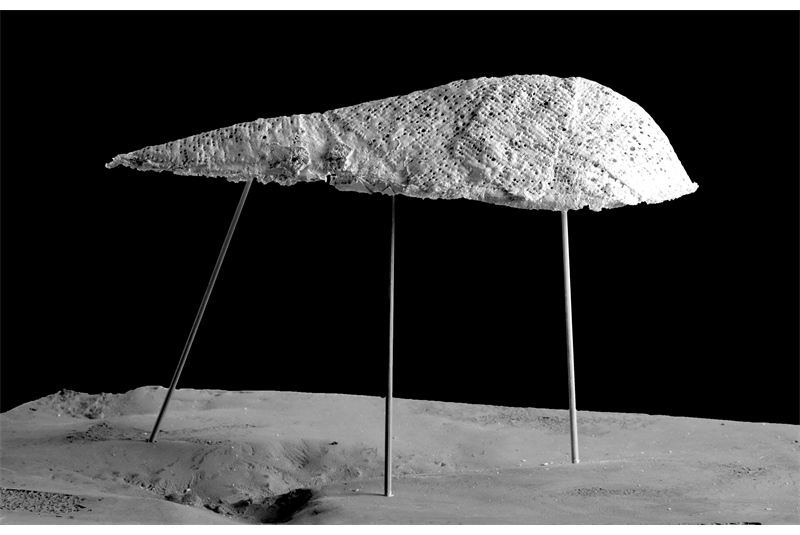 Fig. 1
Modello
in scala del Guscio - Opera
Viva: tecnica mista. Fig. 1
Modello
in scala del Guscio - Opera
Viva: tecnica mista.