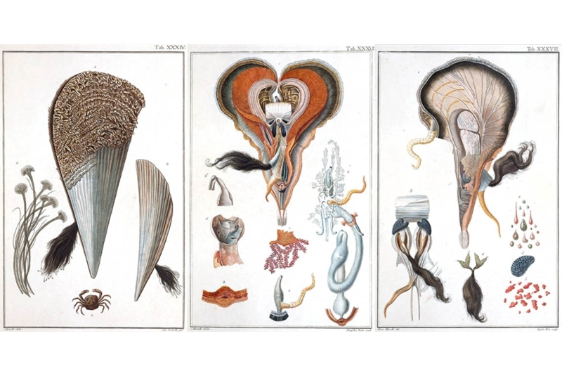 Fig. 17
Giuseppe Saverio Poli, illustration
of a Pinna Nobilis in Testacea
utriusque Siciliae eorumque
historia et anatome: illustrated with copper plates,
1791-1795 (p. 96). Fig. 17
Giuseppe Saverio Poli, illustration
of a Pinna Nobilis in Testacea
utriusque Siciliae eorumque
historia et anatome: illustrated with copper plates,
1791-1795 (p. 96).