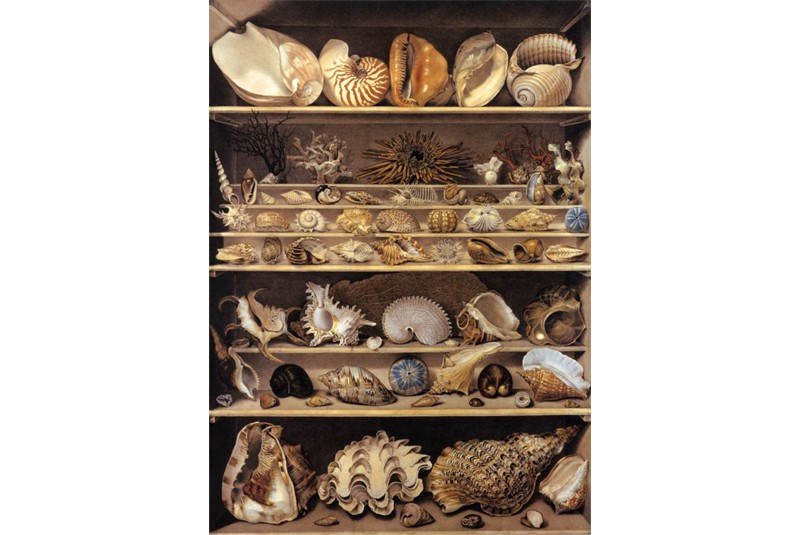 Fig. 18
Alexandre-Isidore Leroy de Barde, Selection of shells arranged on shelves, 1803–1810. Fig. 18
Alexandre-Isidore Leroy de Barde, Selection of shells arranged on shelves, 1803–1810.